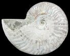 Silver Iridescent Ammonite - Madagascar #54871-1